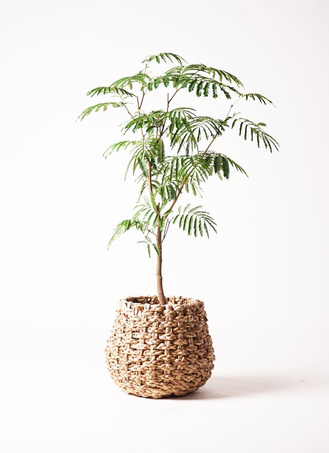 エバーフレッシュ 8号 | 観葉植物 | インテリアやギフトに - Hitohana