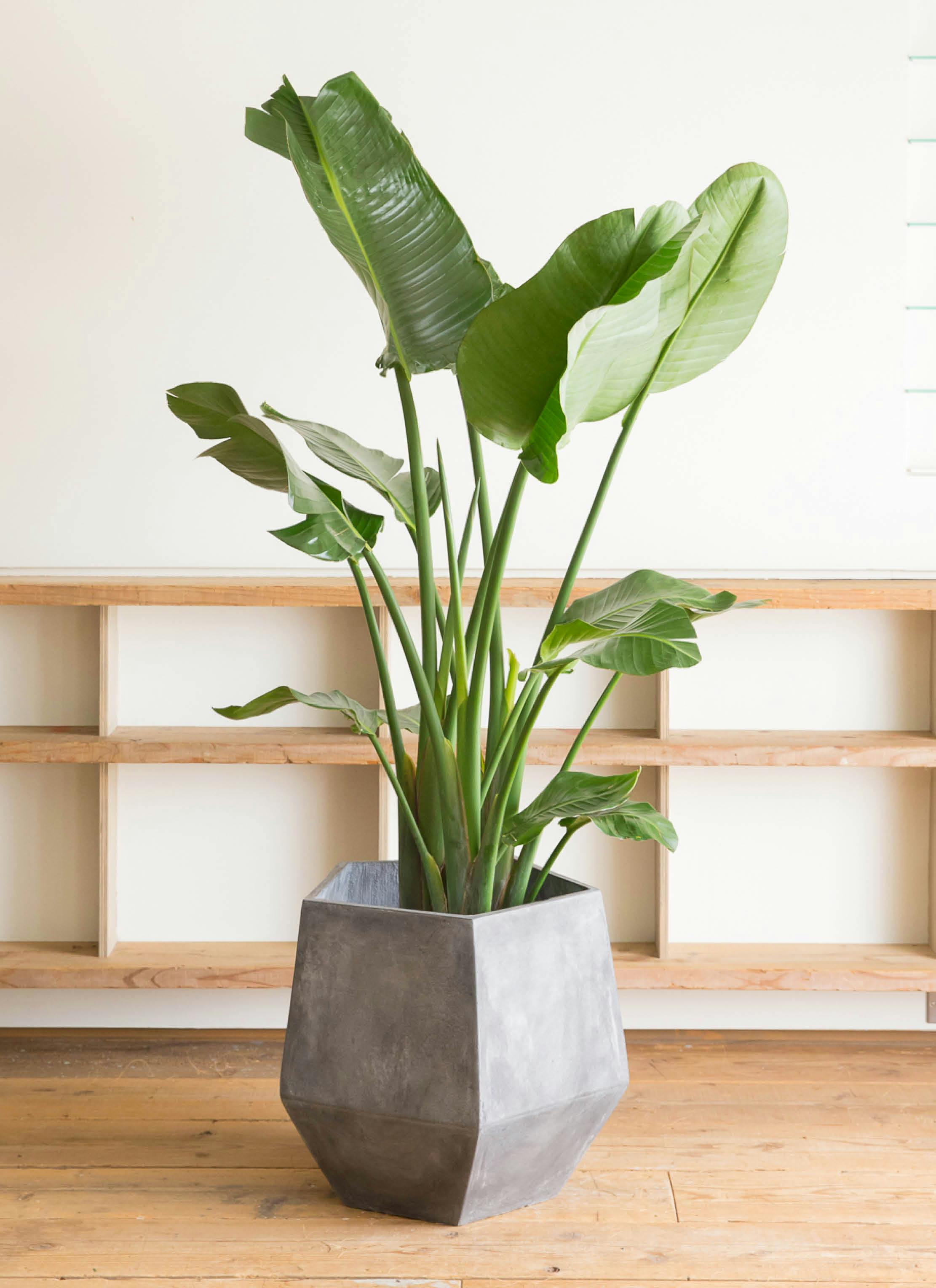 グレーの鉢カバー付きの観葉植物 10号 | 観葉植物の鉢ならHitoHana