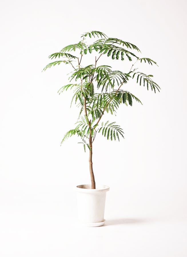 観葉植物 エバーフレッシュ 8号 ボサ造り ラスターポット 付き | 観葉