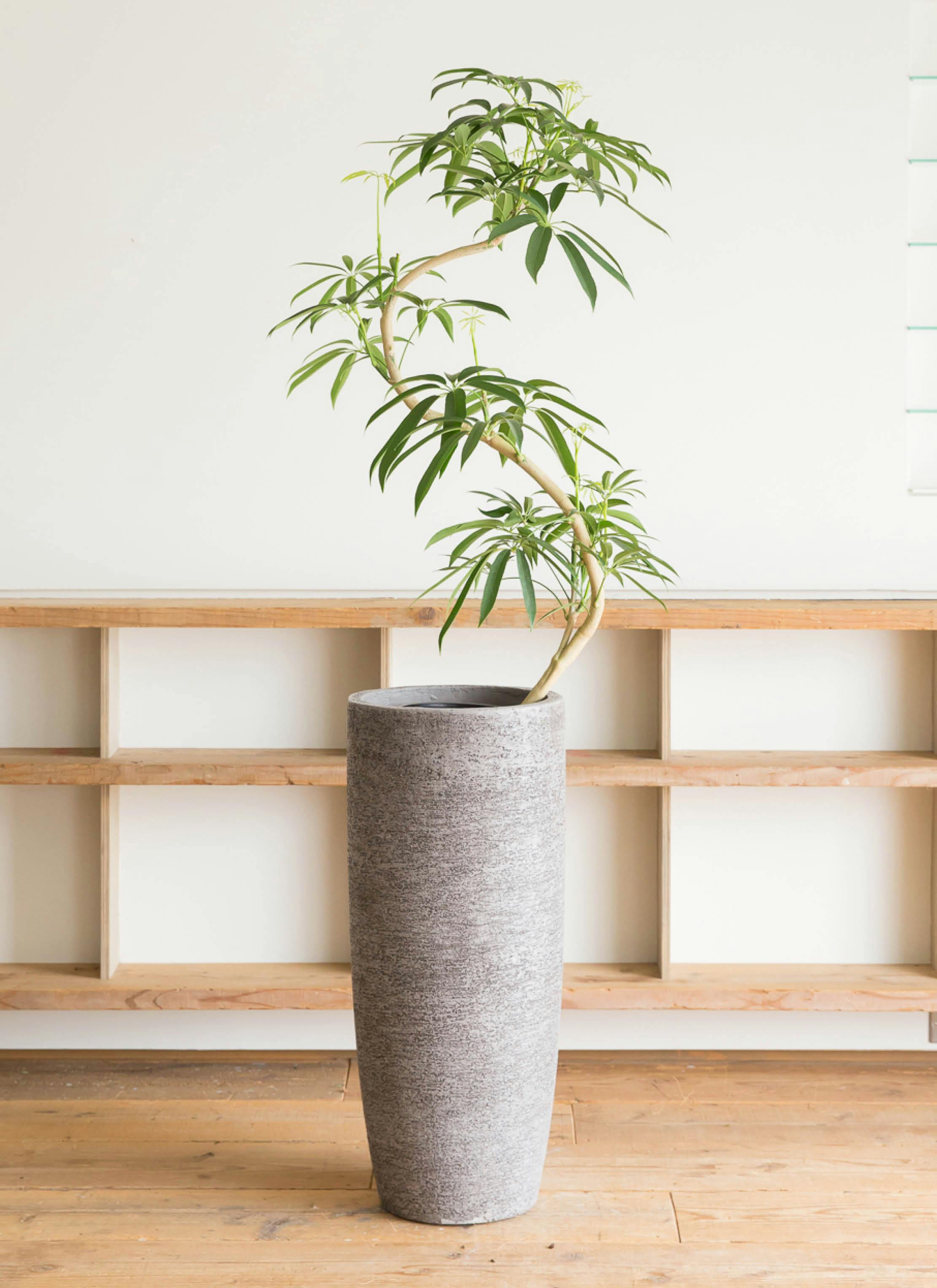 シェフレラ アンガスティフォリア 8号 | HitoHana(ひとはな)