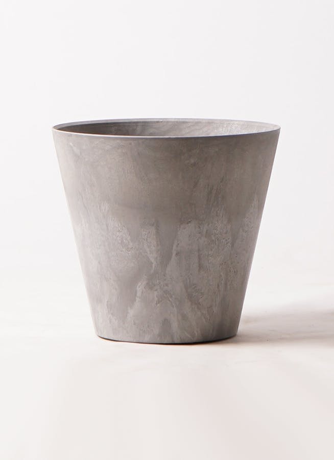 観葉植物 フィカス ウンベラータ 【お祝いにおすすめ】8号 アート