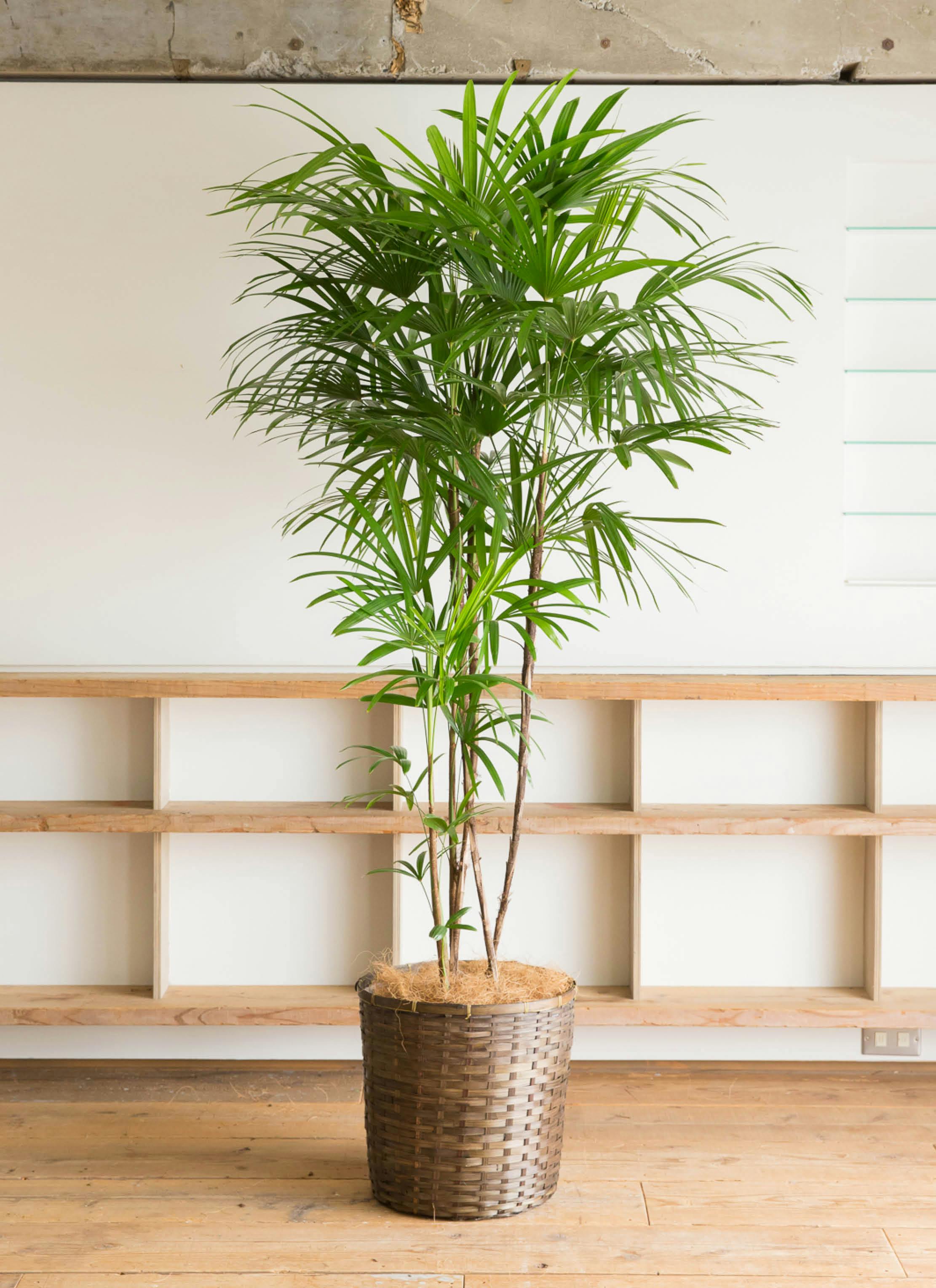 観葉植物 シュロチク（棕櫚竹） 10号 竹バスケット 付き | 観葉植物