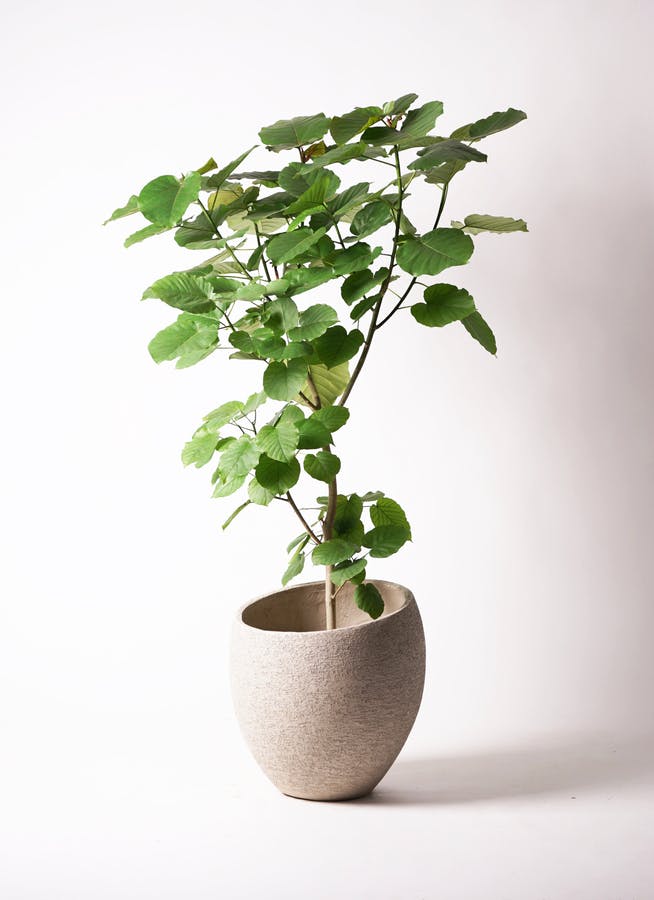 観葉植物 フィカス ウンベラータ 10号 ノーマル エコストーンLight