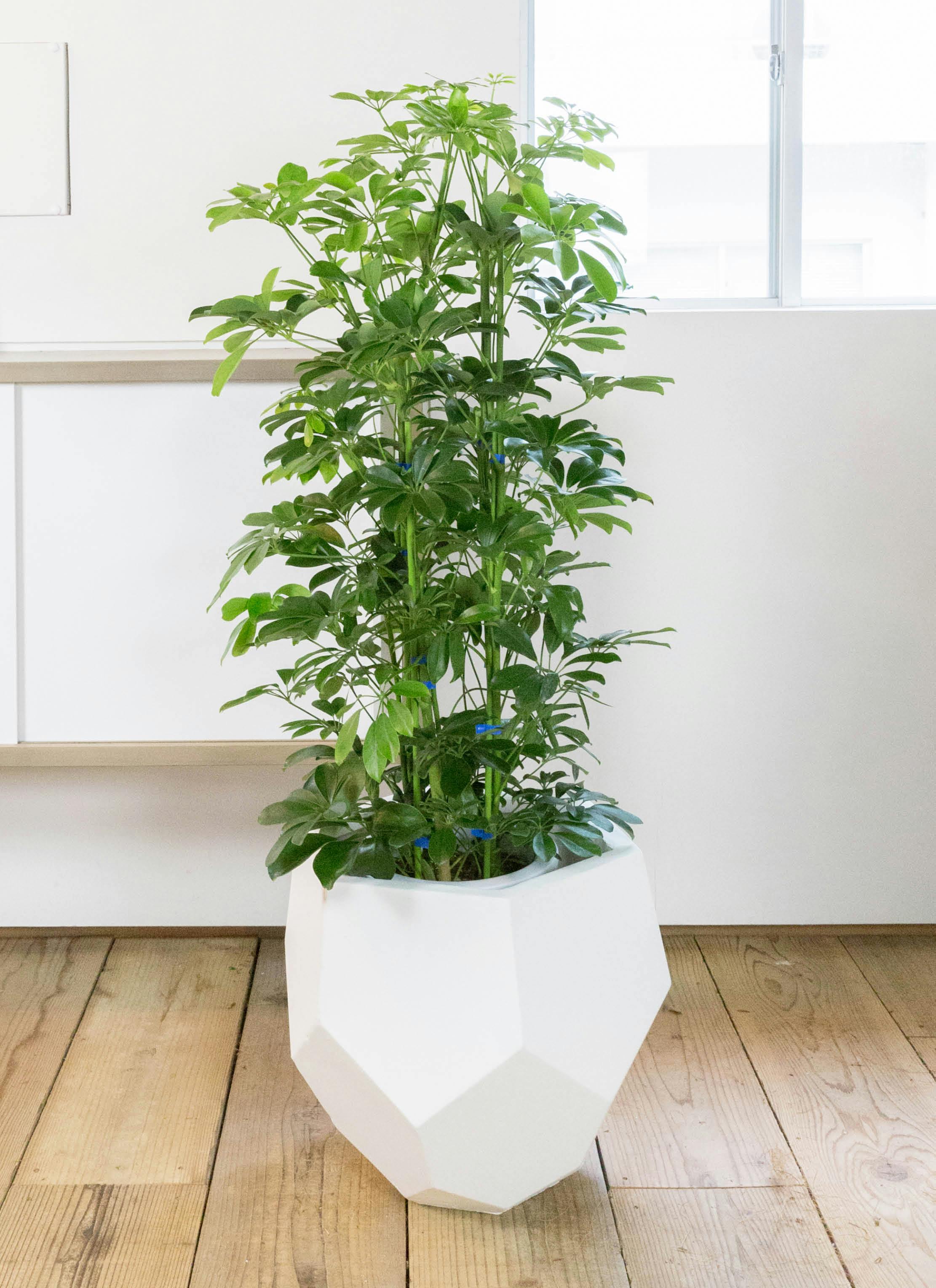 観葉植物 カポック（シェフレラ） 8号 ノーマル ポリゴヘクサ 白 付き