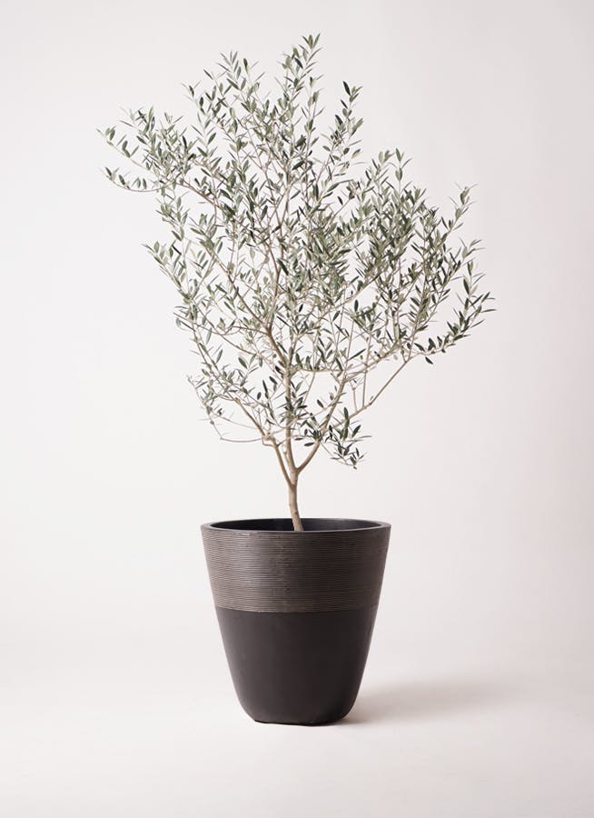 観葉植物 オリーブの木 8号 カヨンヌ ジュピター 黒 付き / 小倉園