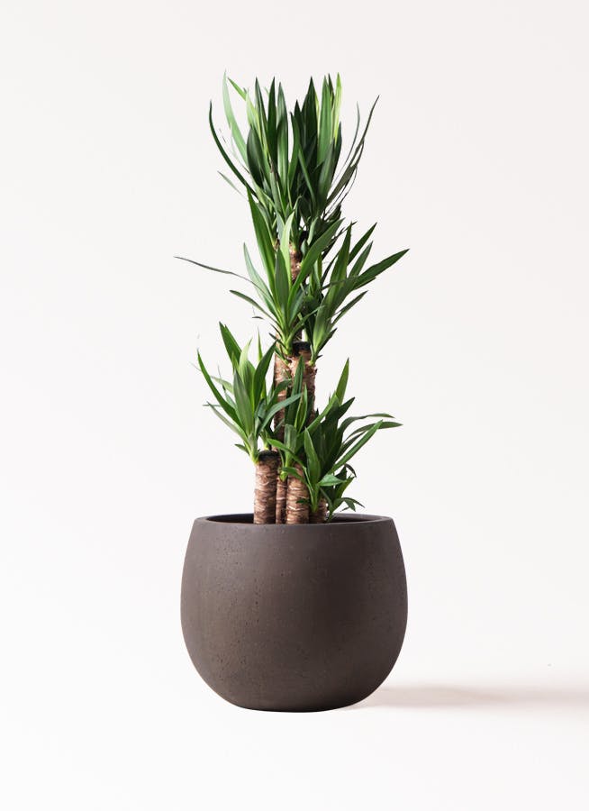 ユッカ 8号 | 観葉植物 | インテリアやギフトに - Hitohana（ひとはな）