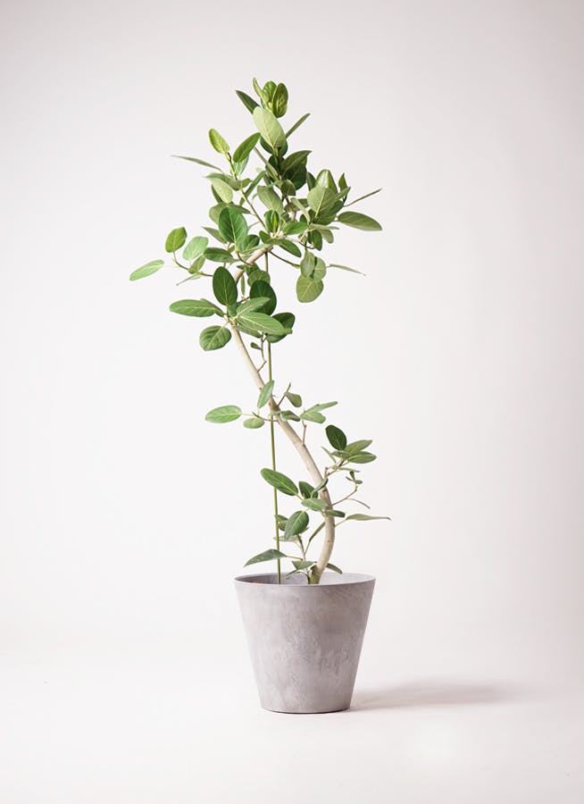 フィカス ベンガレンシス 10号 | 観葉植物通販 Hitohana（ひとはな）