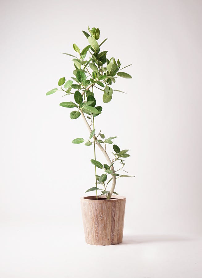 観葉植物 フィカス ベンガレンシス 10号 曲り ウッドプランター 付き