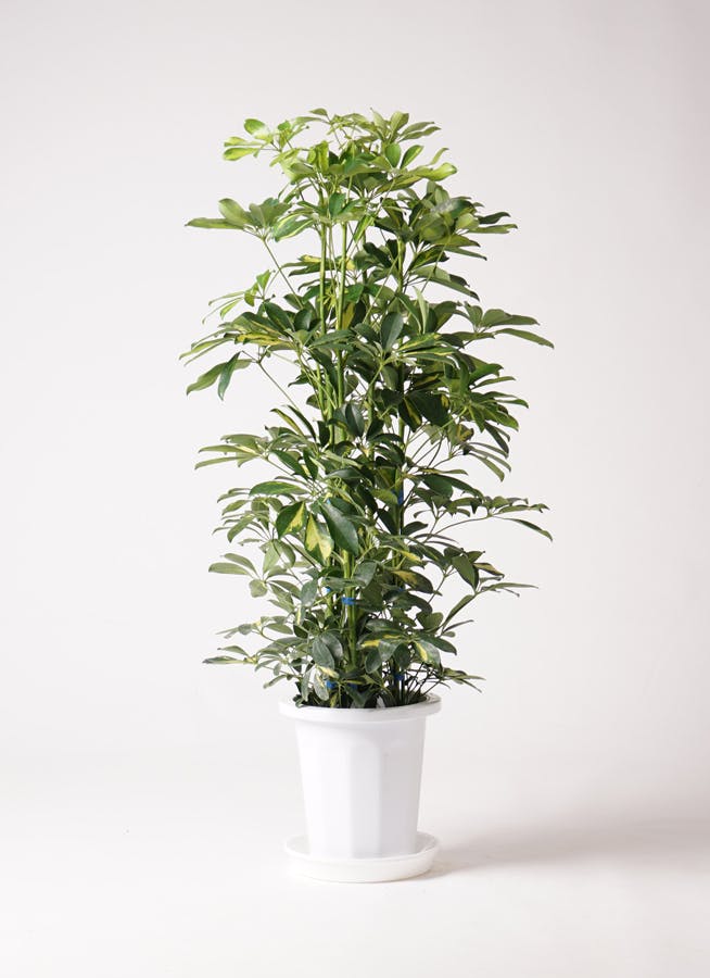 観葉植物 カポック（シェフレラ） 8号 斑入り ジュピター 白 付き