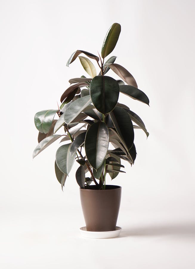 観葉植物 フィカス バーガンディ 8号 ノーマル ラッシュバスケット