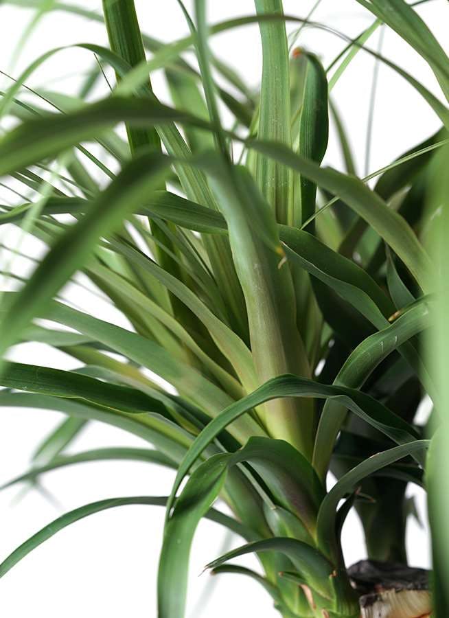 観葉植物 トックリラン ポニーテール 8号 プラスチック鉢 | 観葉植物