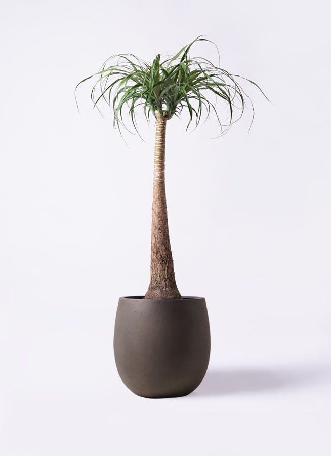 観葉植物 トックリラン ポニーテール 8号 テラニアス バルーン