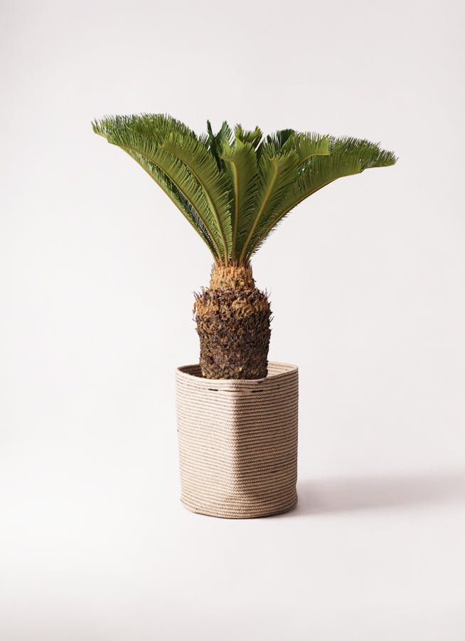 ソテツ | 観葉植物の通販ならHitoHana（ひとはな）