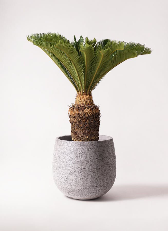 ソテツ 10号 | 観葉植物 | インテリアやギフトに - Hitohana（ひとはな）