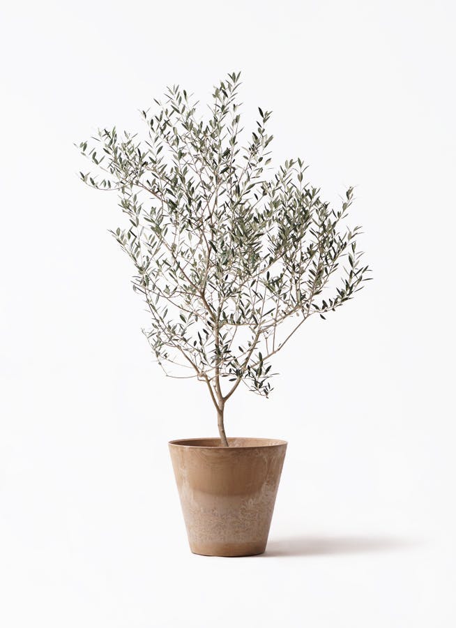 観葉植物 オリーブの木 8号 カヨンヌ アートストーン ラウンド