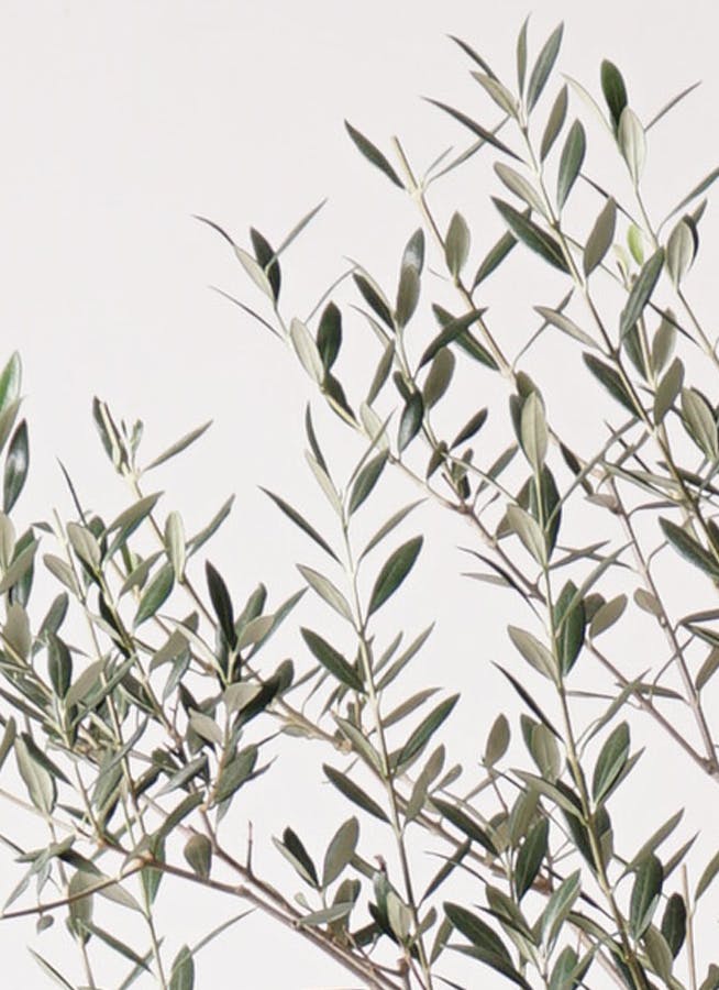 観葉植物 オリーブの木 8号 カヨンヌ アートストーン ラウンド