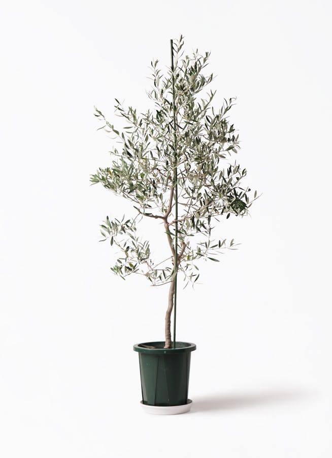 観葉植物 オリーブの木 10号 バルネア エコストーンGray 付き / 小倉園