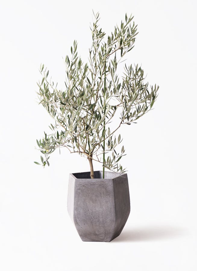 観葉植物 オリーブの木 8号 カラマタ ファイバークレイ Gray 付き