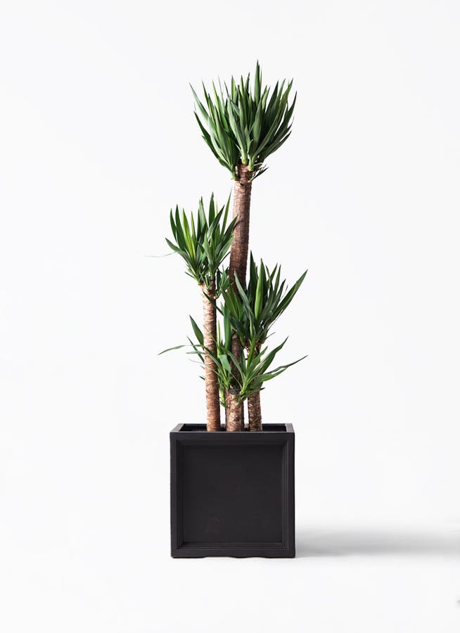 観葉植物 ユッカ 10号 ノーマル ブリティッシュキューブ 付き | 観葉