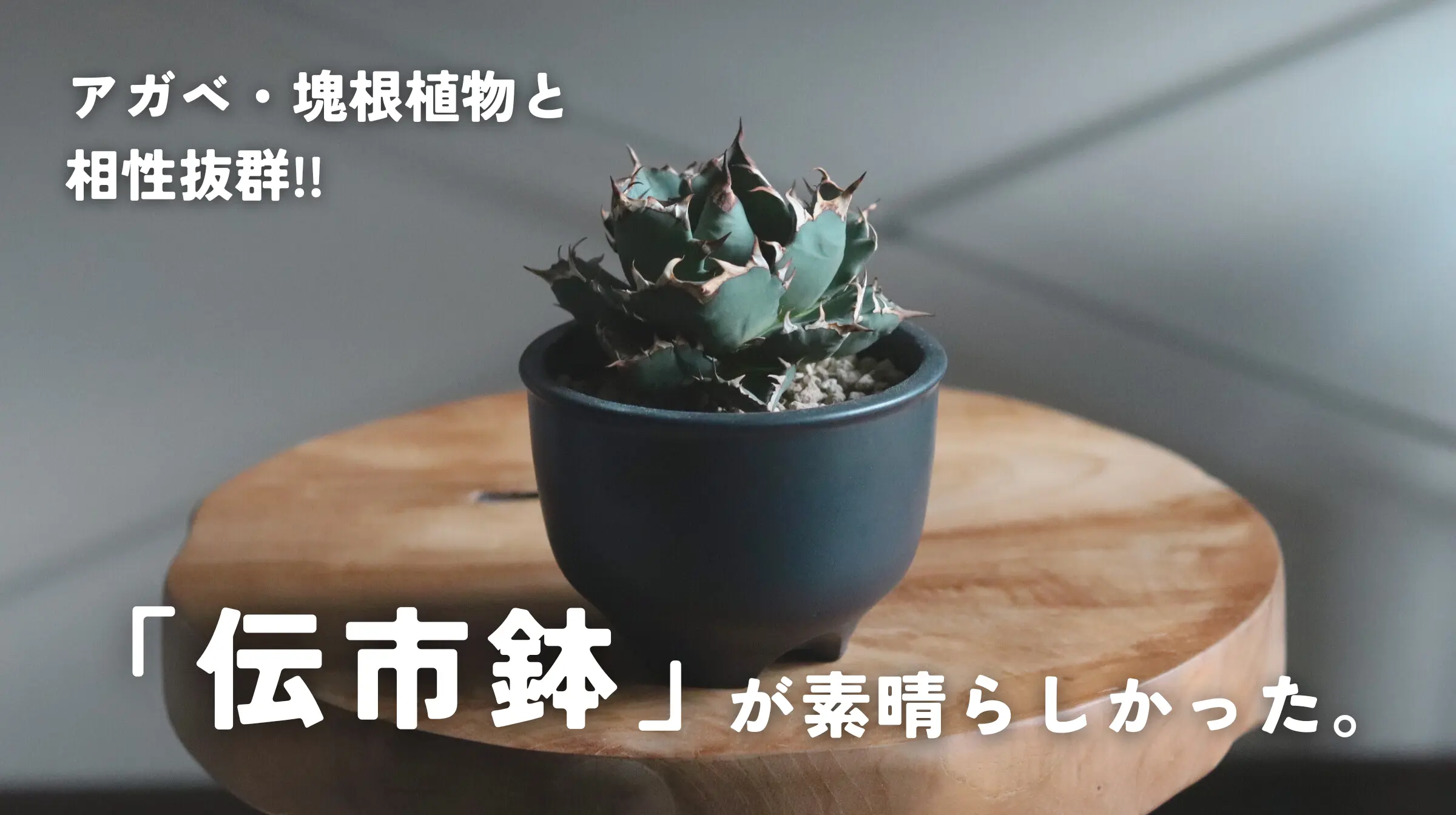 アガベ・塊根植物には「伝市鉢」が相性抜群！おすすめの理由とアガベを