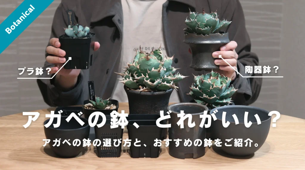 アガベ・塊根植物には「伝市鉢」が相性抜群！おすすめの理由とアガベを