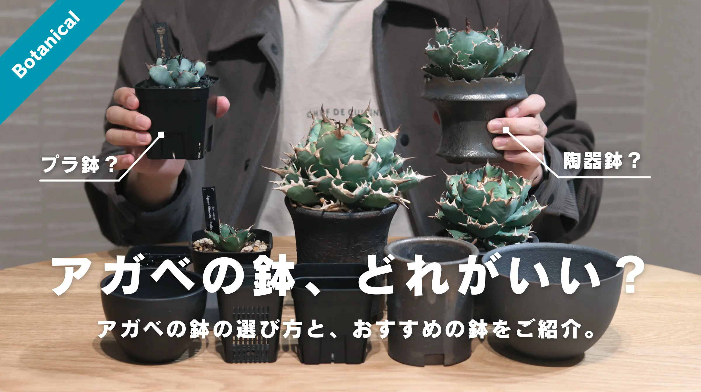 アガベ・塊根植物には「伝市鉢」が相性抜群！おすすめの理由とアガベを