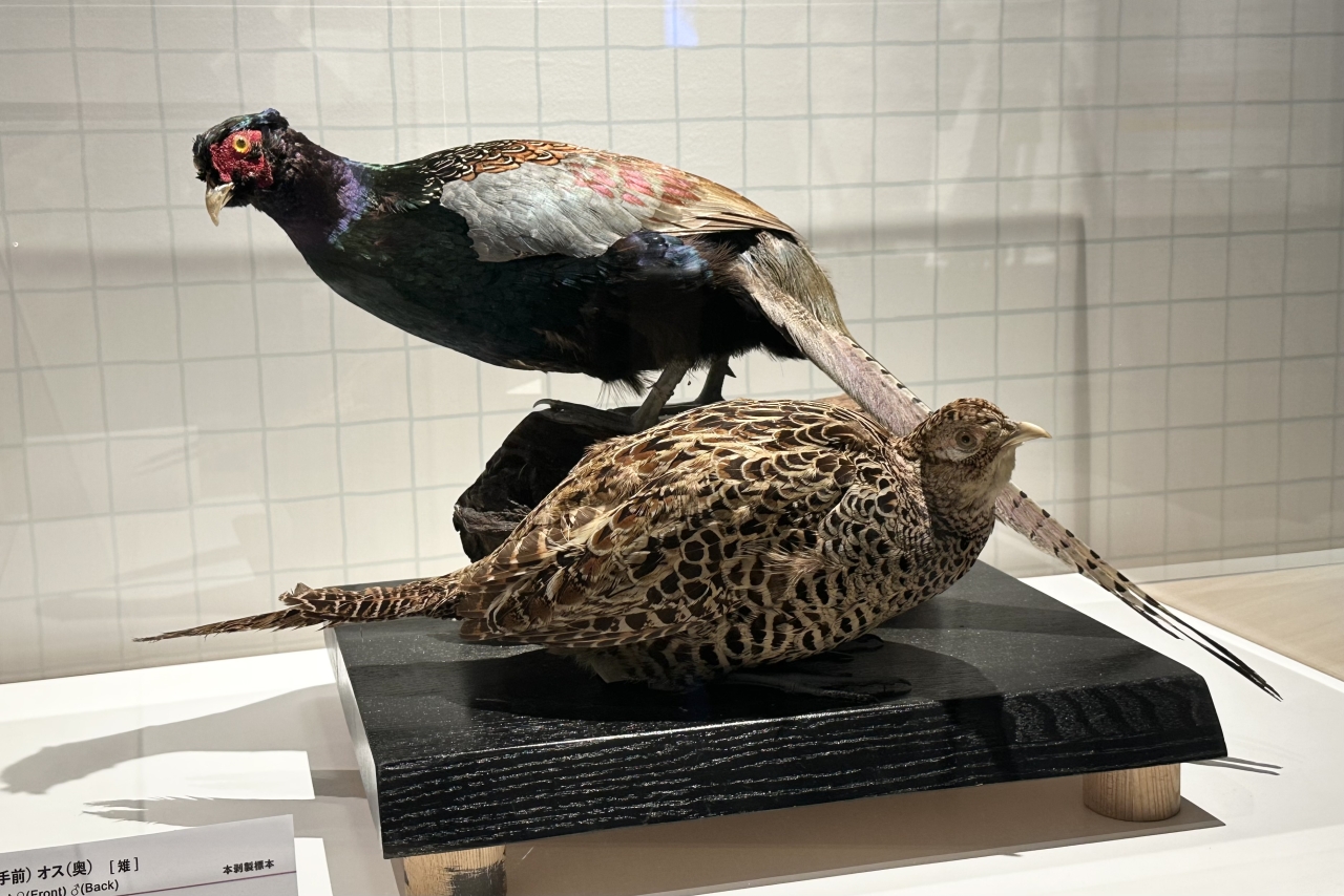 国立科学博物館】特別展「鳥」取材レポート。600点以上の標本が大集合