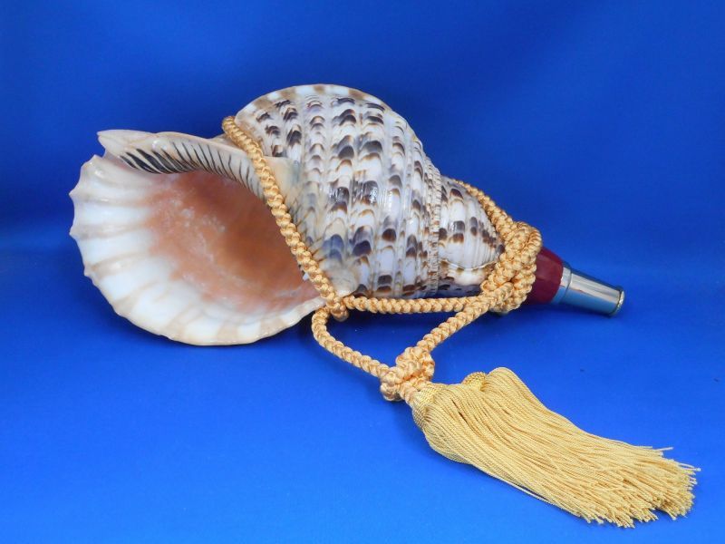 法螺貝（ほら貝）販売のお店