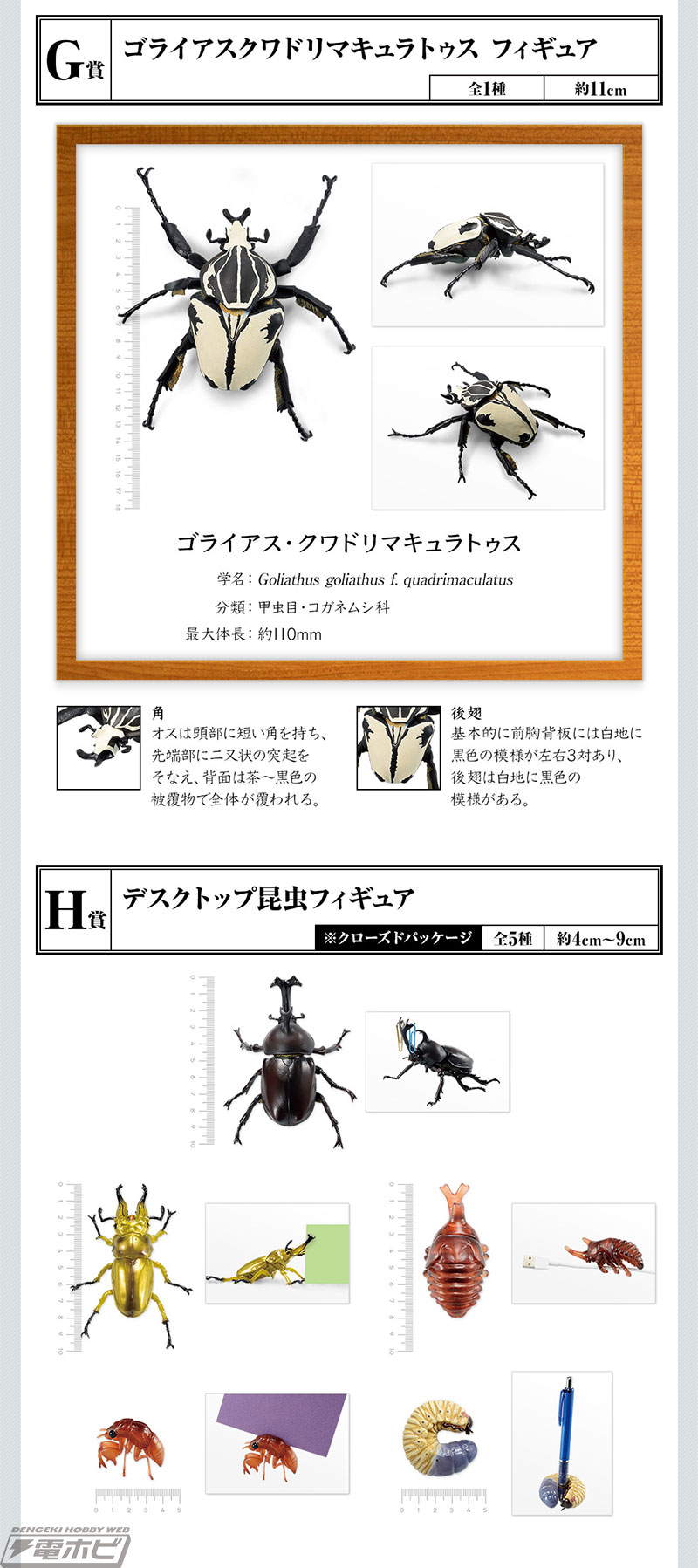 一番くじ昆虫 世界の昆虫博物館」の全ラインナップ公開！ラストワン賞