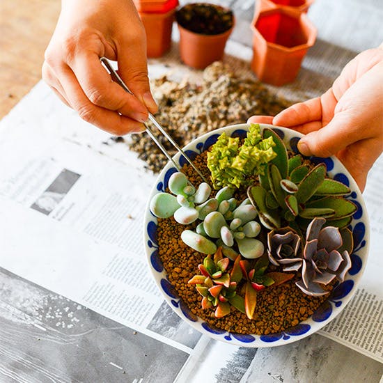 ここから始める多肉植物ライフ】第6話：お気に入りの器に多肉を植え