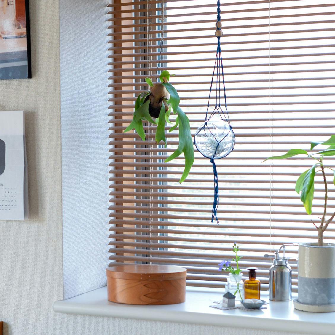 コウモリランなど苔玉やエアプランツ、枯らさない水やり法や育て方