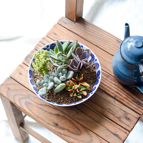 ここから始める多肉植物ライフ】第6話：お気に入りの器に多肉を植え