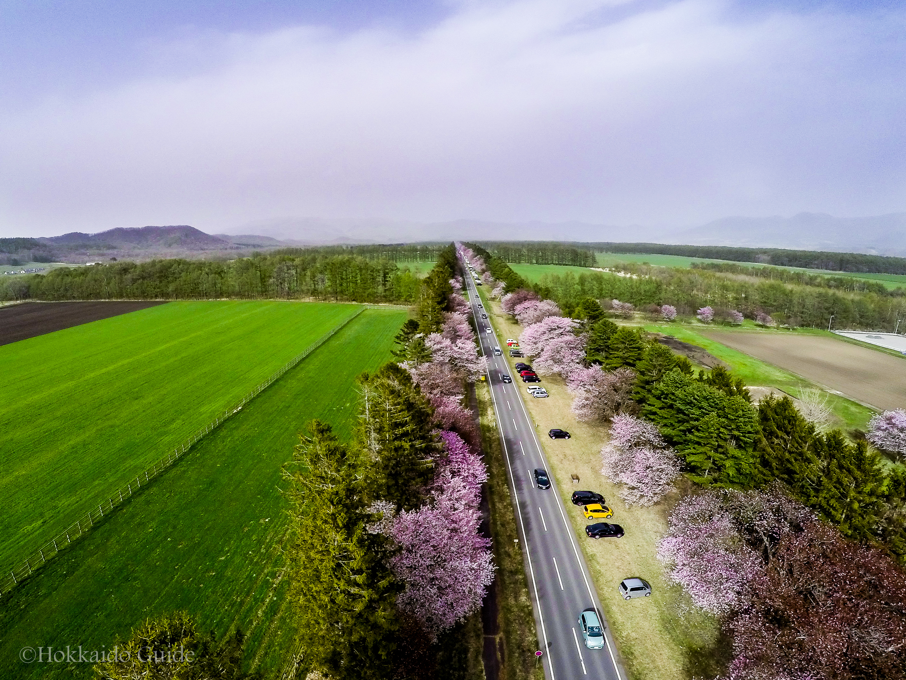 Meadow Road 牧草地の道 【公式通販】