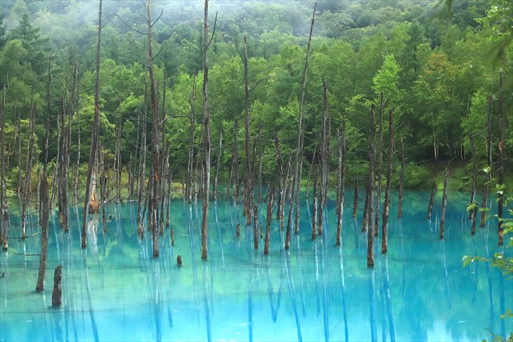 美瑛を代表する絶景「青い池」｜なぜ青い？青く見えないって本当？春夏