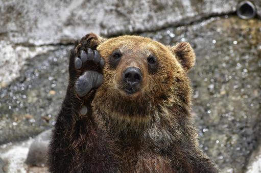 北海道に行くなら本物のクマが見たい！安全にヒグマに会えるお勧め