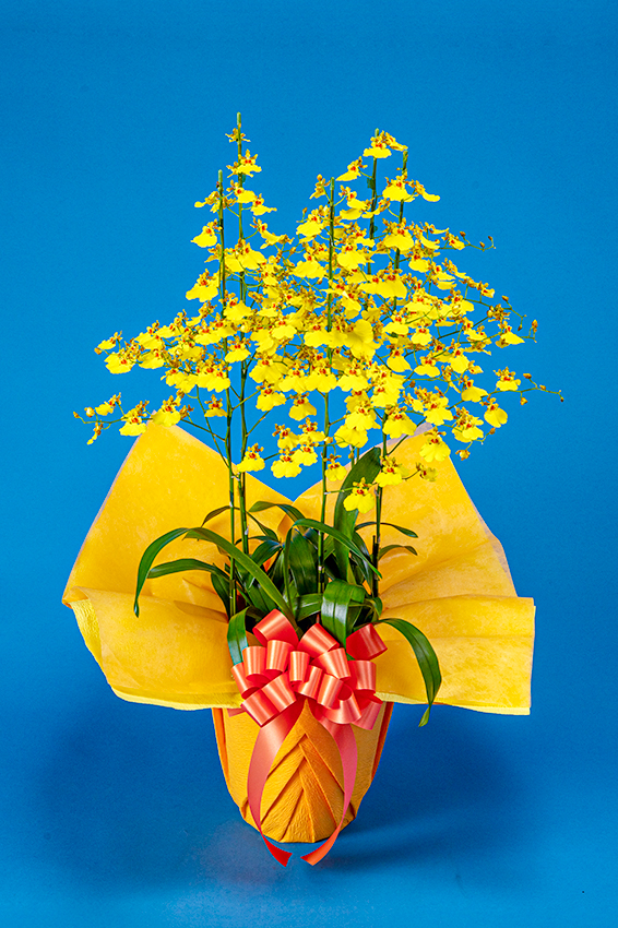 洋蘭 | 福島県葛尾(かつらお)村の最高級胡蝶蘭『hope white』