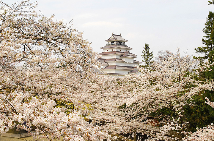 福島県 会津地方（会津若松・喜多方・磐梯・猪苗代） 桜の名所20選
