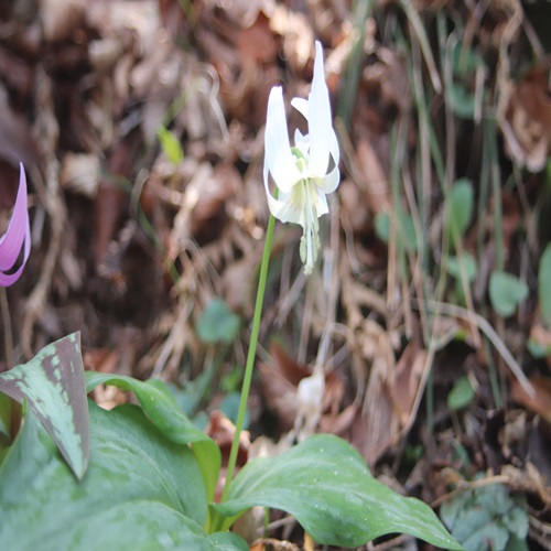 山野草 ユリ科」の記事一覧 ｜ 多摩発信の山野草ブログ