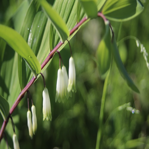 山野草 ユリ科」の記事一覧 ｜ 多摩発信の山野草ブログ