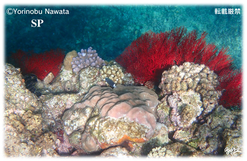 沖縄県の天然赤珊瑚（撮影場所秘匿）｜プロ写真家・縄田頼信公式サイト