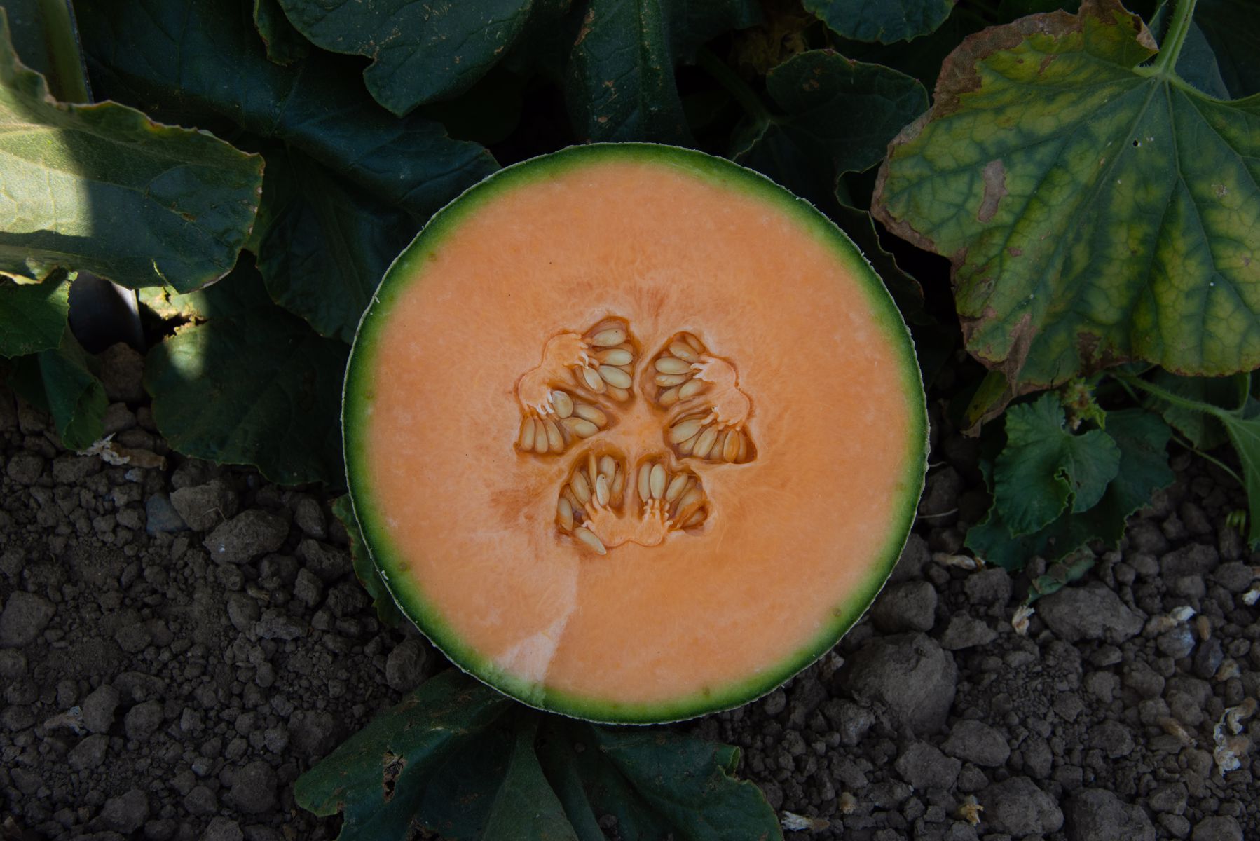 Pacaya (HMC454326) - LSL Harper Melon - AMPA - HM.CLAUSE Virtual