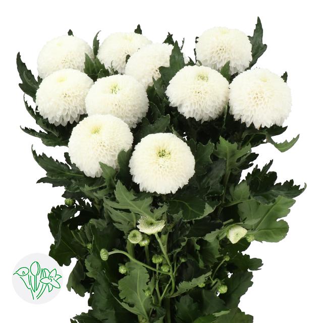 菊花-单头白Superbowl | Holex Flower