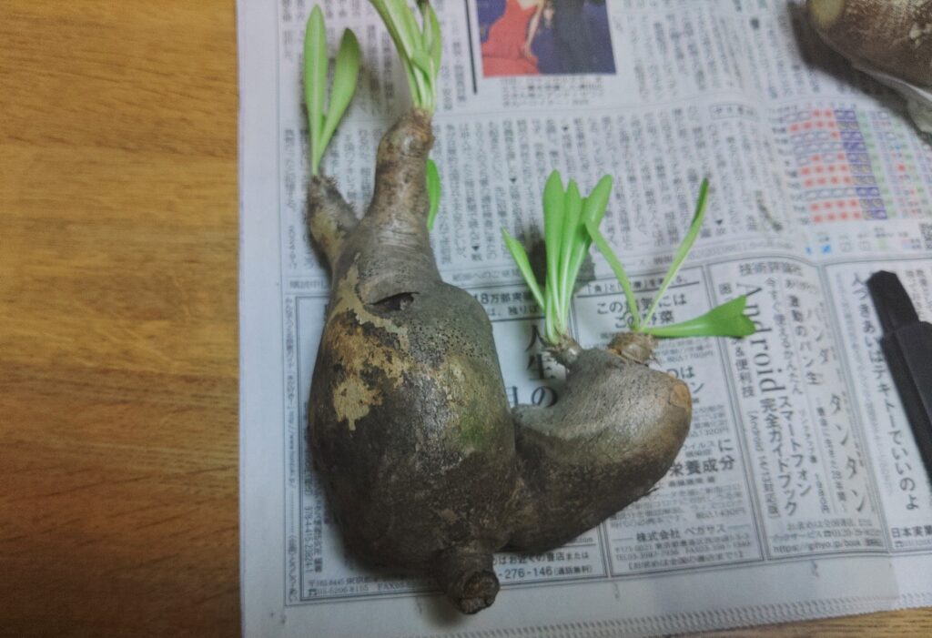 発根管理】グラキリスなどの現地球の選び方、発根管理を写真付きで解説