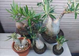 育成方法】グラキリスの現地球、実生を太らせる育て方の解説と考察