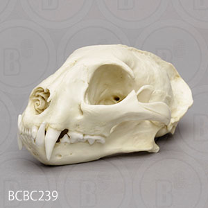 オセロット頭蓋骨模型 BCBC239｜ネコ科動物骨格模型