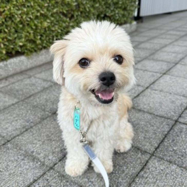 犬の里親募集】東京都・ヨーキー×チワワMIX・ハグ（ID:2403-00020