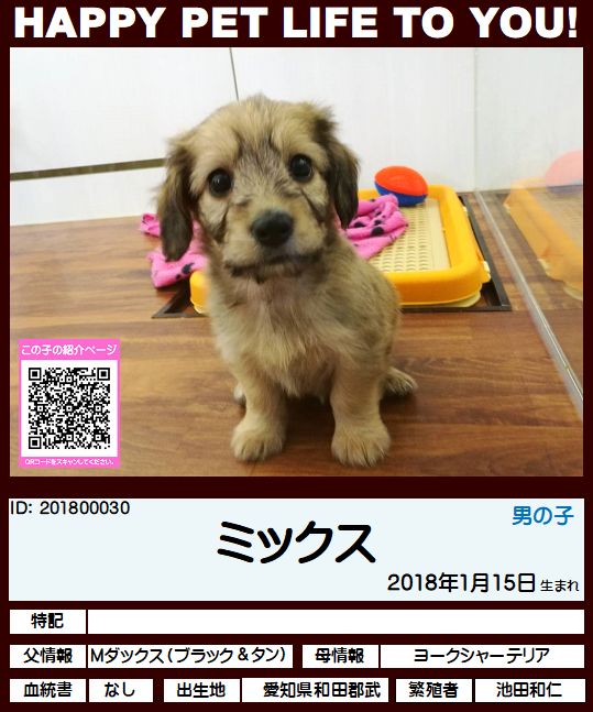 201800030 ミックス（ミニチュアダックス×ヨークシャーテリア