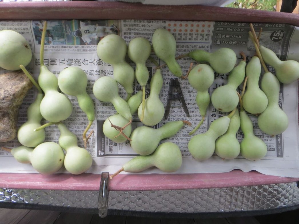 No.225 # 瓢箪（ひょうたん） - 植物LABO