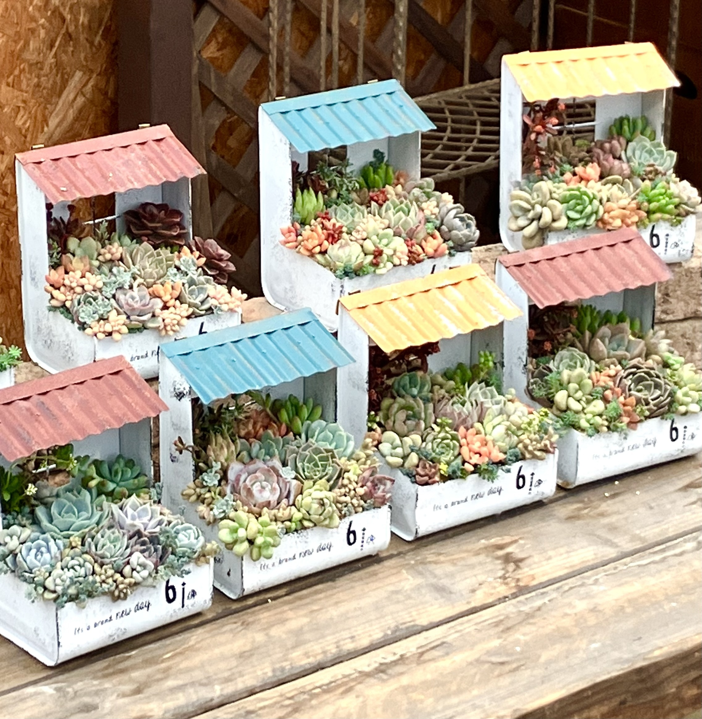 多肉植物の寄せ植え🌱 | CAINZ DIY Square