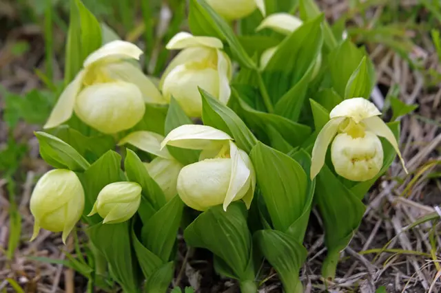 礼文島だけに咲く「レブンアツモリソウ」。絶滅の危機を乗り越えて